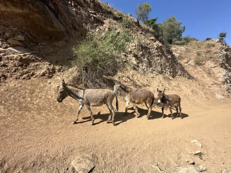 1cc6219e 1441 4f8d b330 070ac6ae1fc8