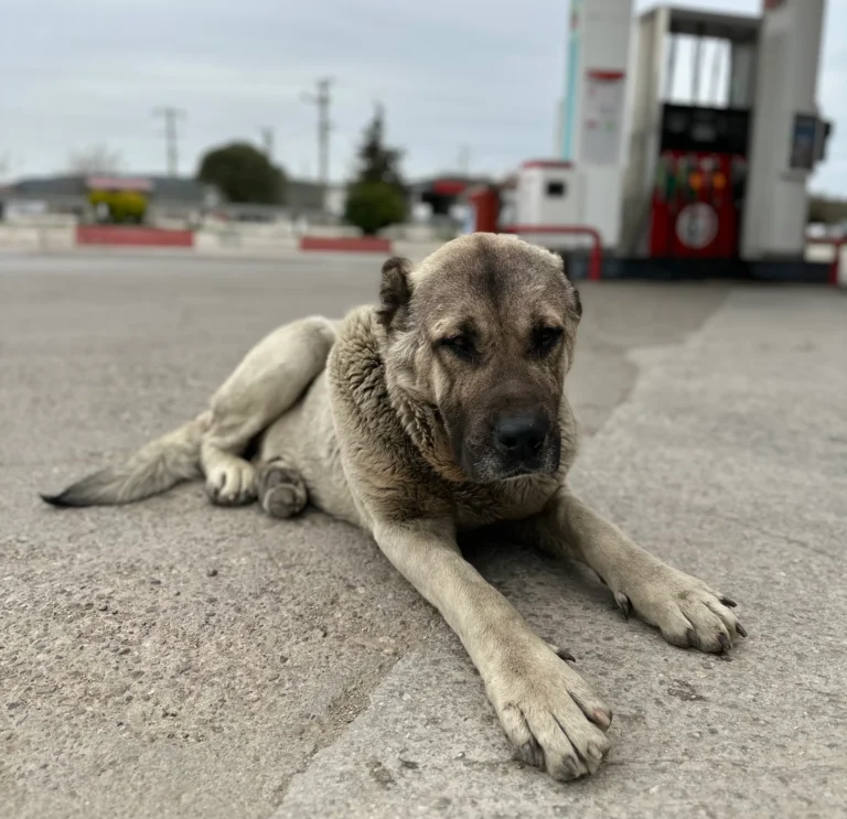 29d3db35 e25b 4c6f bf66 c01abd4fda36