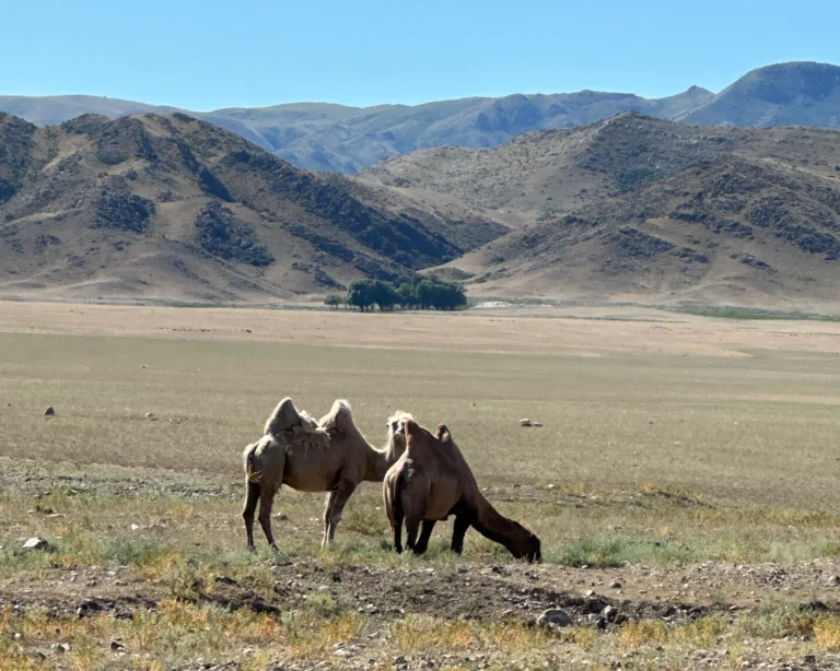 2e6fda17 a5c2 42c4 9f98 fced841ca9d3