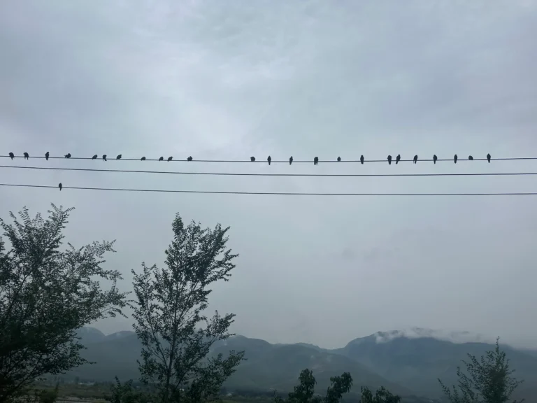 2f09f0b0 d0c8 4d4a 9c99 8a6d78baa2d7