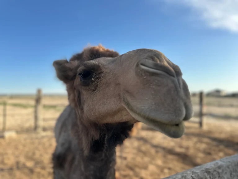 32177710 4cce 4d34 8b0b 9141e8966e46