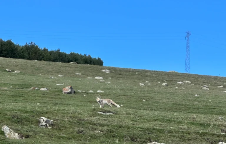 634e27c8 c434 437f 950a 23b2aa9c7c6d