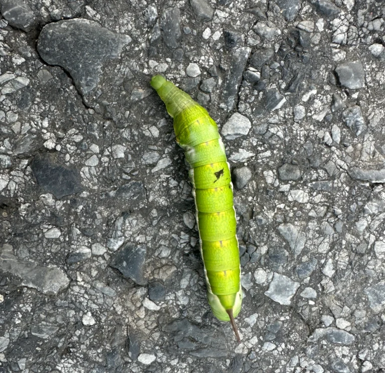 8668b7bd 6f2d 42b8 bdfb 1470af2324af