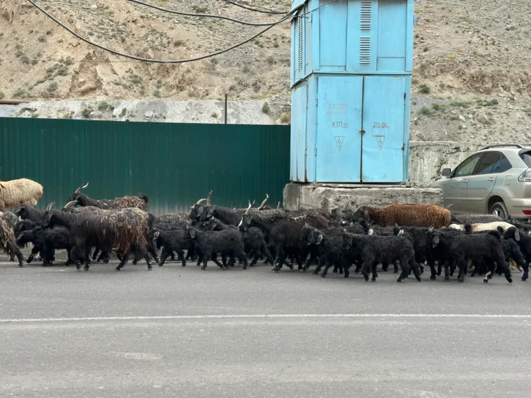 94d0cd68 766d 40af a9df 43f1a771effb