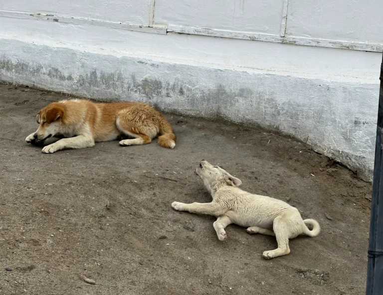 b09c46b8 80a6 4f73 b3f3 43690ed2b9e2