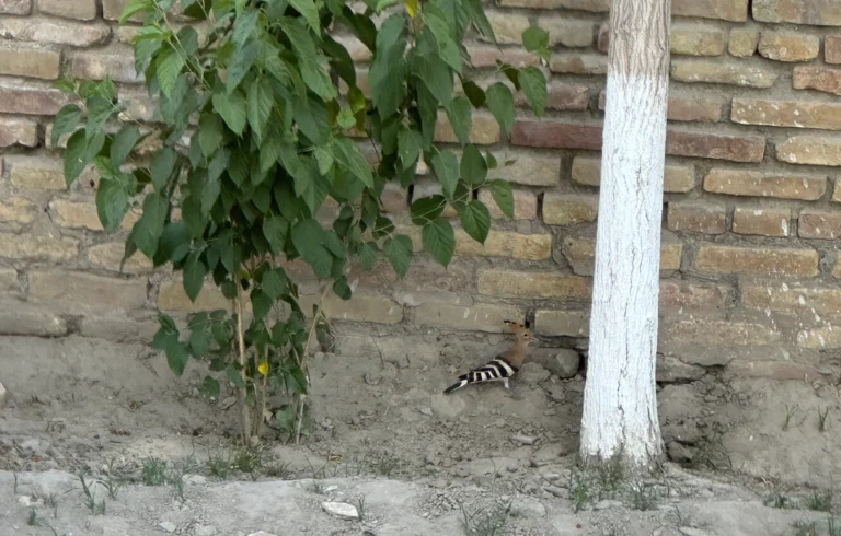 b521b9a5 08fd 4e9a 9be2 fba7316987f6