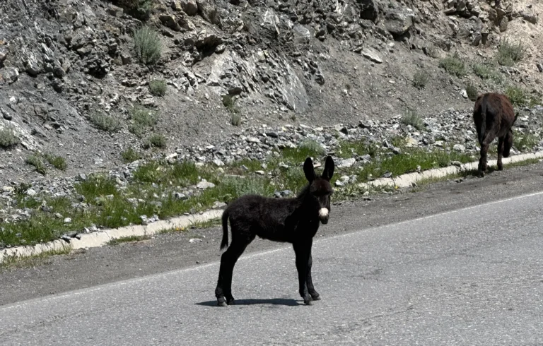 b537b5af 4788 4957 b8a5 656cc30ddd31