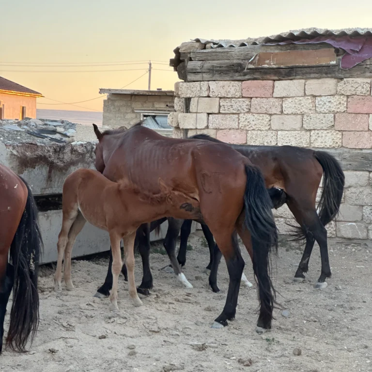 c141e9ae 092c 4bf0 805f 50e3b6cbd3ce