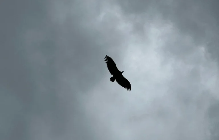 d7c3a866 fdc9 4246 b60c 455398f2292f